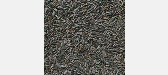 thistle_seed